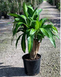 10" Dracaena Corn Mass Stump 